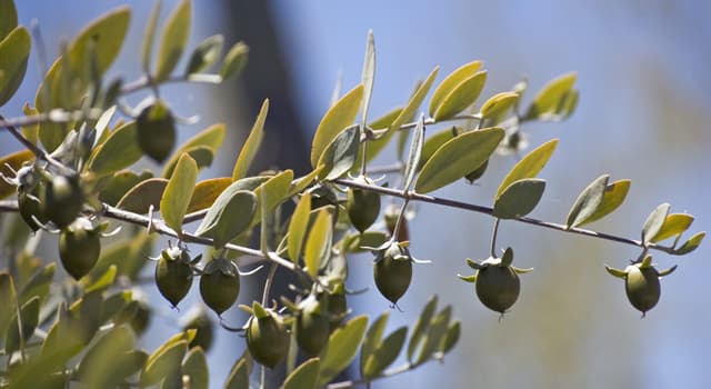 natura Pytanie-Ciekawostka: Popularny w branży kosmetycznej olej jojoba jest otrzymywany z jakiej części rośliny?