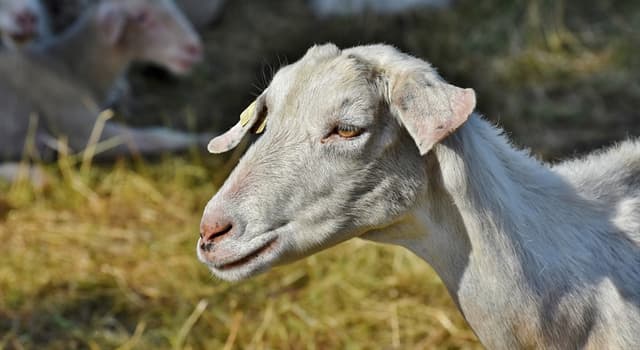 Cultura Pergunta Trivial: Qual criatura lendária é conhecida por matar cabras e sugar seu sangue?