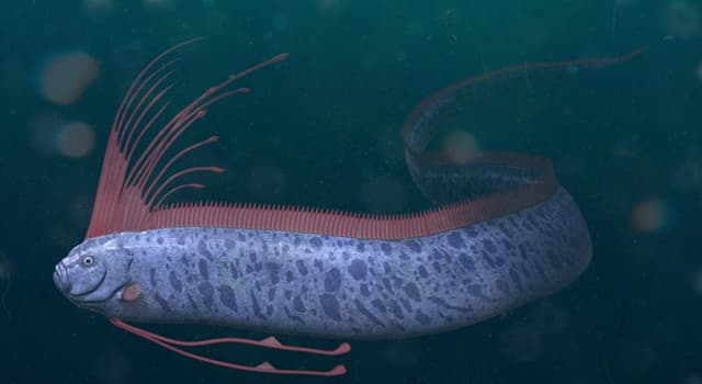 Naturaleza Pregunta Trivia: ¿Qué nombre recibe comúnmente este animal?