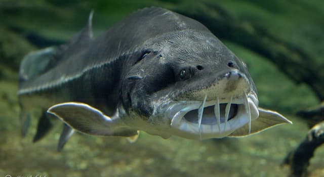 Naturaleza Pregunta Trivia: ¿Qué pez tiene como nombre científico "Huso huso"?