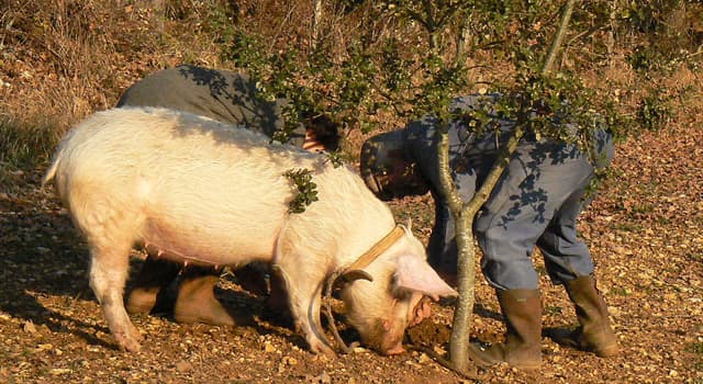 Naturaleza Pregunta Trivia: ¿Qué tipo de hongos suelen rastrear con su agudo olfato los cerdos entrenados?