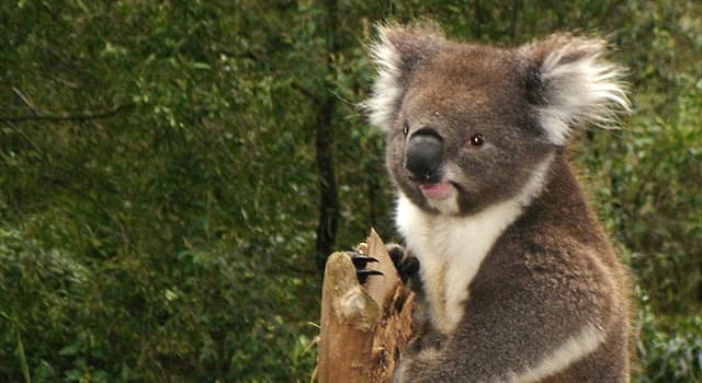 Natuur Trivia Vraag: Tot welke diersoort behoort de koala?