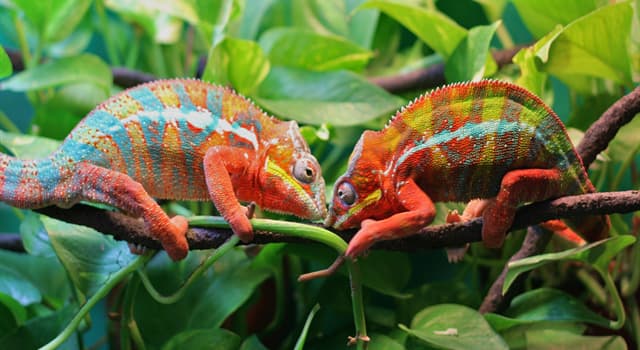 Natuur Trivia Vraag: Waar voeden kameleons zich voornamelijk mee?