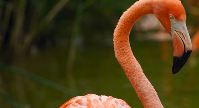 Natuur Trivia Vraag: Waarom zijn flamingo's roze?