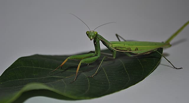 Natuur Trivia Vraag: Wat eten bidsprinkhanen?