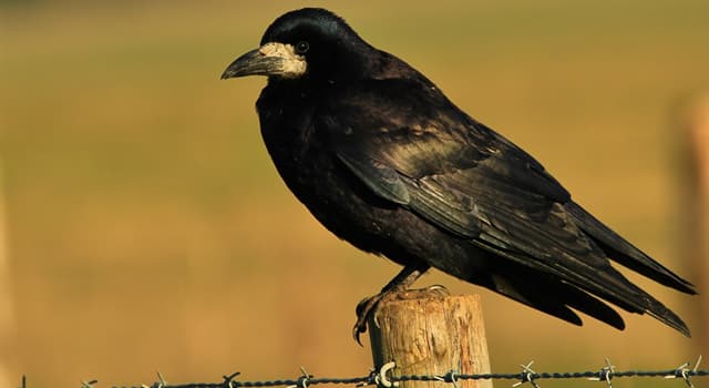 Natuur Trivia Vraag: Wat eten vogels van de familie 'Corvidae'?