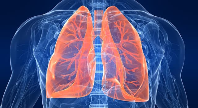 Wetenschap Trivia Vraag: Wat is de functie van bronchiën?