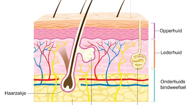Natuur Trivia Vraag: Wat is een andere naam voor de huidaandoening 'erysipelas'?