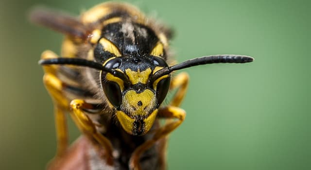 Natur Wissensfrage: Welche dieser Wespen ist der größte Vertreter der Unterfamilie "Echte Wespen"?