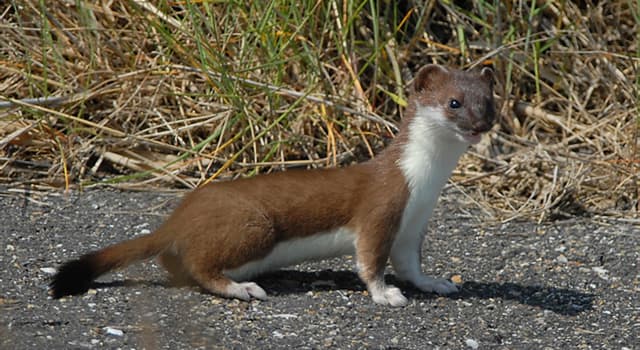 Natuur Trivia Vraag: Welk dier is dit?