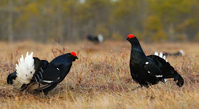 Natuur Trivia Vraag: Welk korhoen staat op de foto?