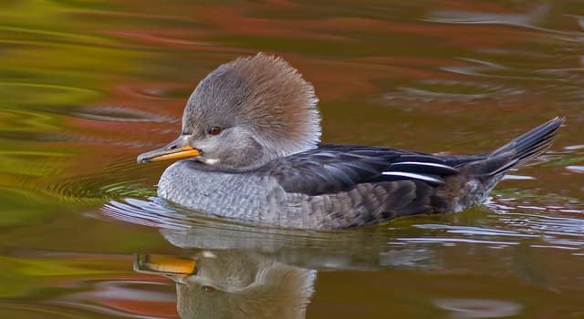 Natuur Trivia Vraag: Welke van deze vogels is de grootste watervogel?