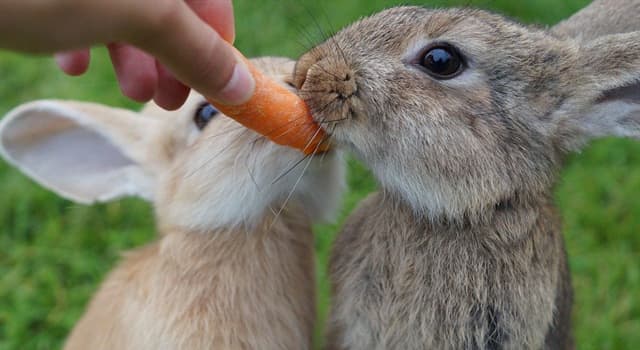 Natuur Trivia Vraag: Welke vitamine wordt in je lichaam aangemaakt door het eten van wortels?