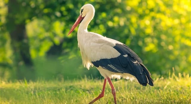 Natuur Trivia Vraag: Welke vogel staat er op de foto?