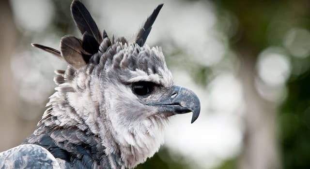 Natuur Trivia Vraag: Welke vogel staat er op de foto?