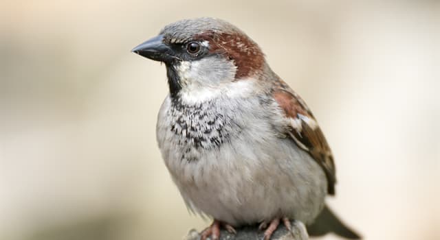 Natuur Trivia Vraag: Welke vogelsoort is dit?