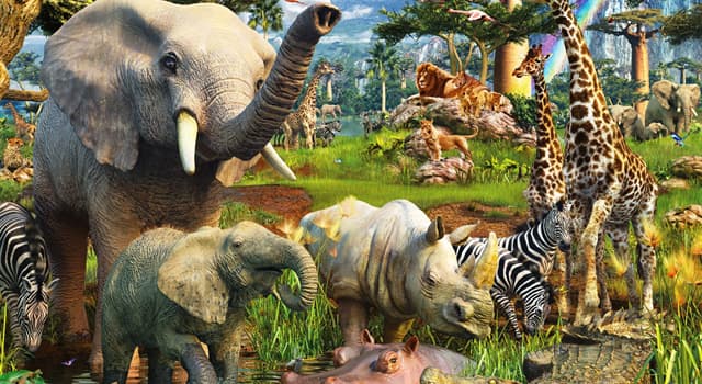 Nature Trivia Question: What do herbivorous animals eat?