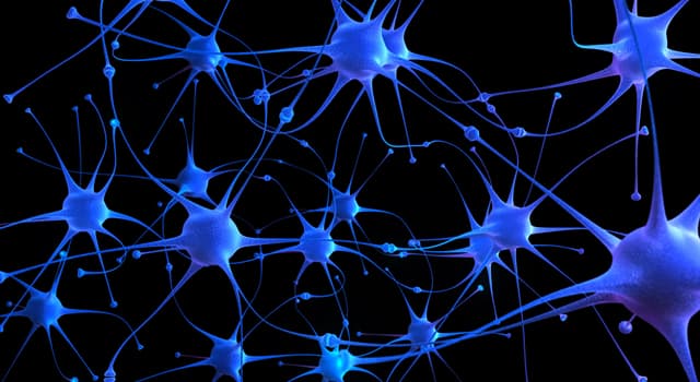 Science Trivia Question: What does a neuron not consist of?