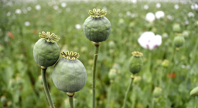 自然 小問題：什麼植物被用於生產鴉片？