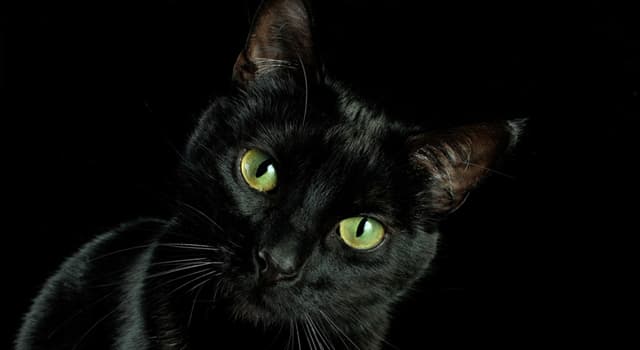 Movies & TV Trivia Question: What's the name of Sabrina's black cat from the American sitcom television series "Sabrina the Teenage Witch"?