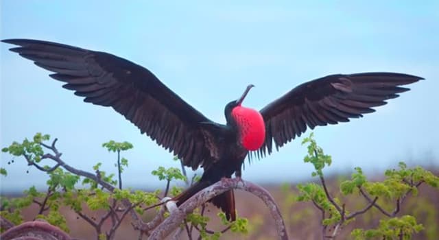 自然 小問題：這是什麼鳥？