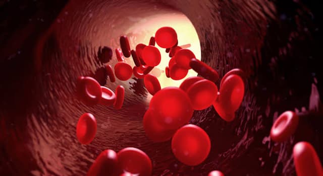 Science Trivia Question: Where in the human body do red blood cells originate?
