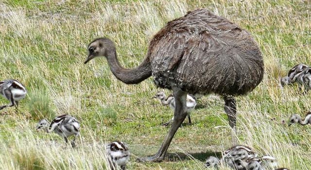 Nature Trivia Question: Which fact is not true about the rhea?