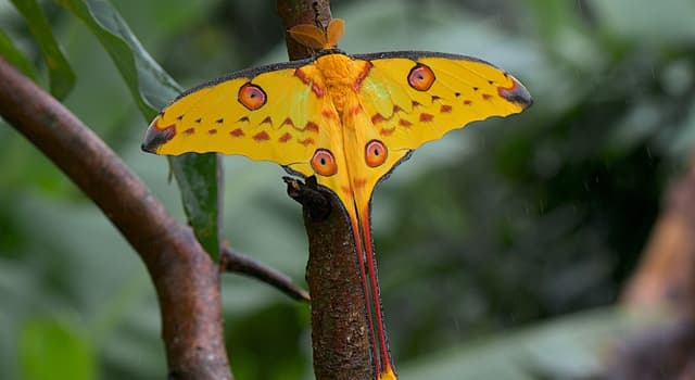 Nature Trivia Question: Which moth, also known as Madagascan moon moth, is in the picture?
