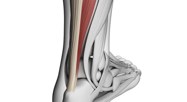 Wetenschap Trivia Vraag: Welke is een vezelige '' band '' in het lichaam, genoemd naar Achilles die spier met bot verbindt?