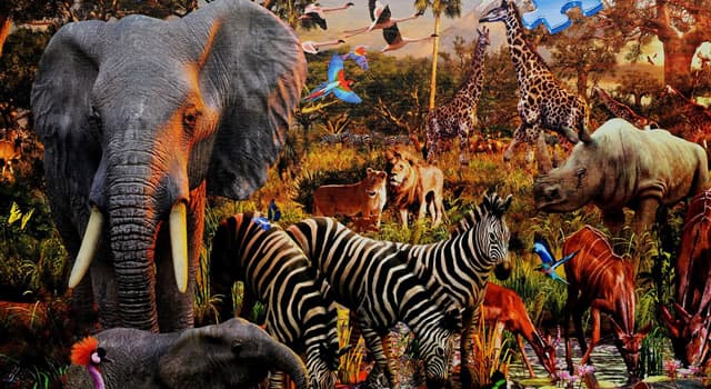 Which of these animals is a marsupial? | Trivia Questions | QuizzClub Which of these animals is a marsupial? | Trivia Questions | QuizzClub