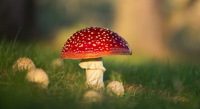 Natuur Trivia Vraag: Onder welk geslacht vallen een van de meest giftige paddenstoelen ter wereld?