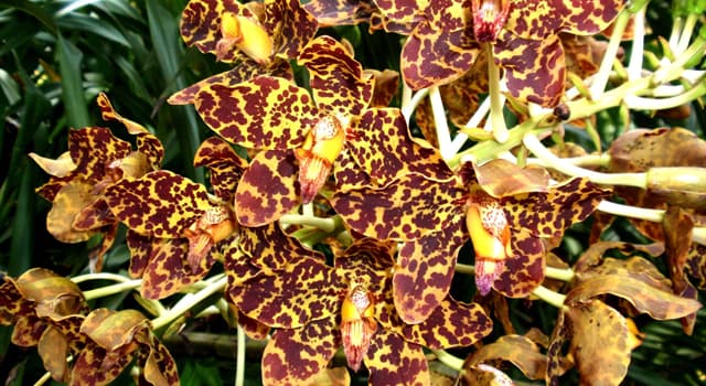 Nature Trivia Question: Which of these is also called the queen of the orchids?
