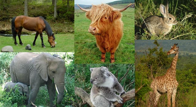Nature Trivia Question: Which of these mammals is a herbivore (adapted to eating plant material)?