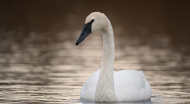 Natuur Trivia Vraag: Welke zwaan heeft een volledig zwarte snavel?