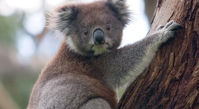 natura Pytanie-Ciekawostka: Z jakiego kraju pochodzi koala?