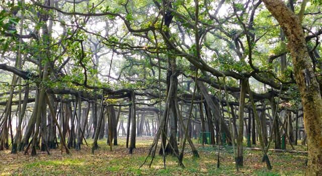 自然 小問題：照片中的所有樹枝，氣生根和樹幹都屬於一棵有250年曆史的樹。那是什麼樣的樹？