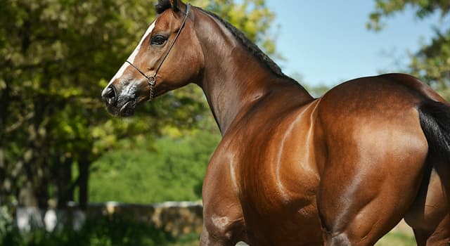 Natuur Trivia Vraag: Waar werd het moderne Volbloed paardenras ontwikkeld?