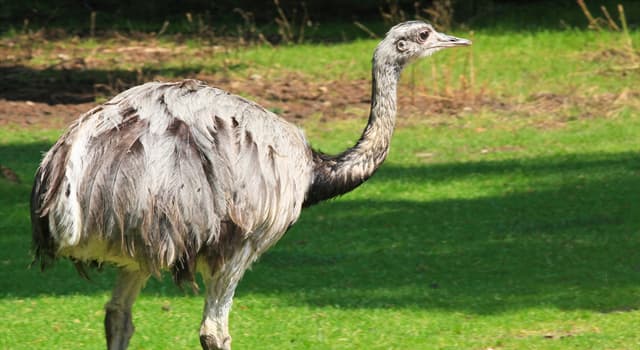 natura Pytanie-Ciekawostka: Co jedzą strusie Nandu?