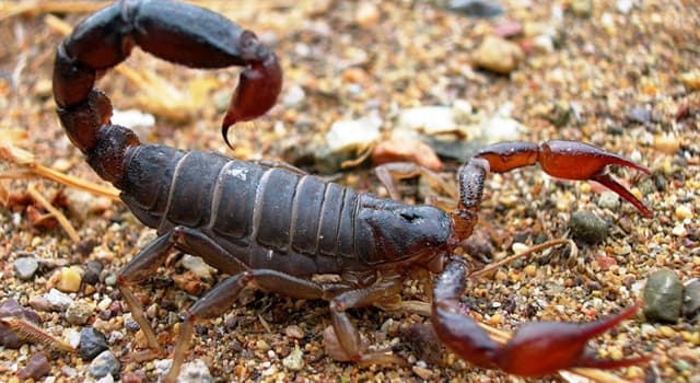 natura Pytanie-Ciekawostka: Co z poniższego pasuje do opisu skorpiona?