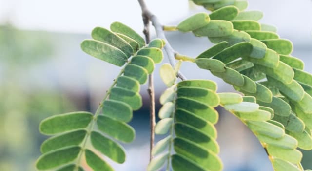 Science Trivia Question: Commonly used in Indian cuisine, tamarind paste comes from which part of the tamarind tree?