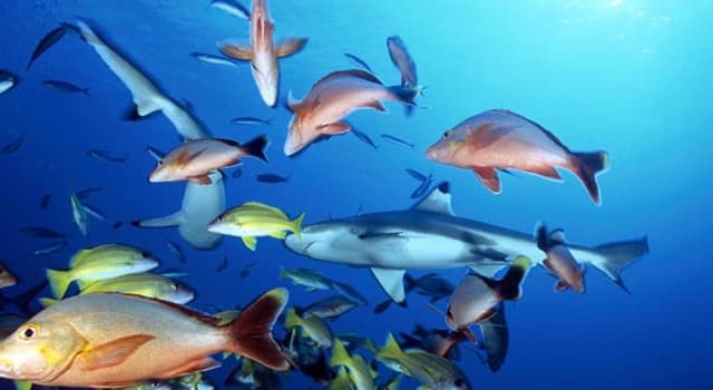 Naturaleza Pregunta Trivia: ¿Cuál de los siguientes peces tiene un pequeño aguijón venenoso?