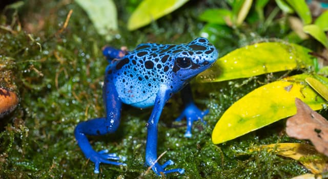 Natuur Trivia Vraag: Hoe heet deze kikker?