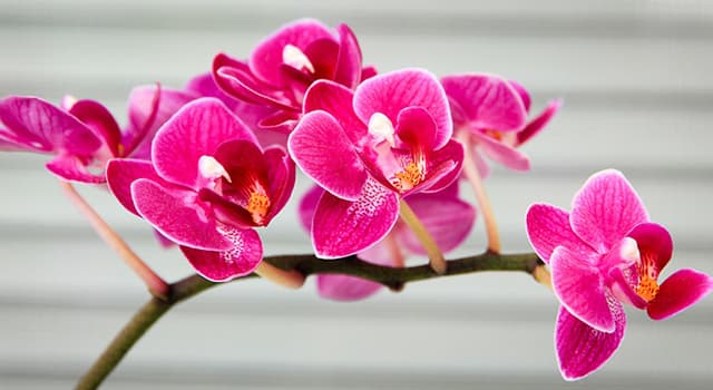 Natuur Trivia Vraag: Hoeveel orchidee-soorten zijn er op de wereld?