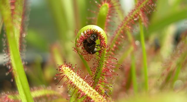 Natuur Trivia Vraag: Hoeveel soorten vleesetende planten bestaan er in Nederland?