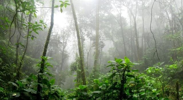 Natuur Trivia Vraag: In welk land ligt geen regenwoud?