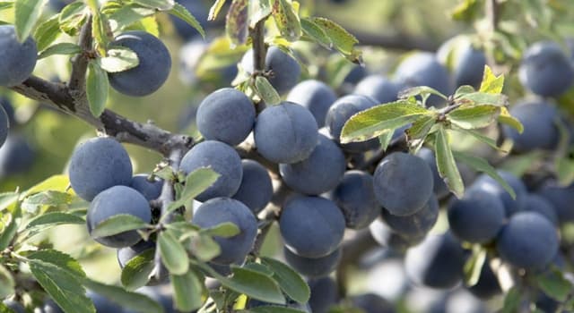 Natuur Trivia Vraag: Welke plant staat op de foto?