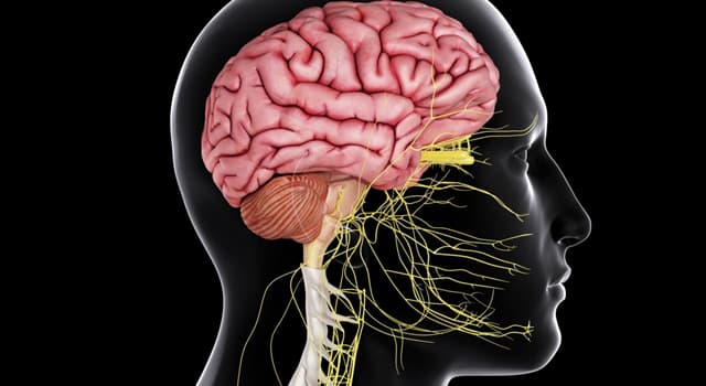 Наука Запитання-цікавинка: Який з черепно-мозкових нервів є найдовшим?