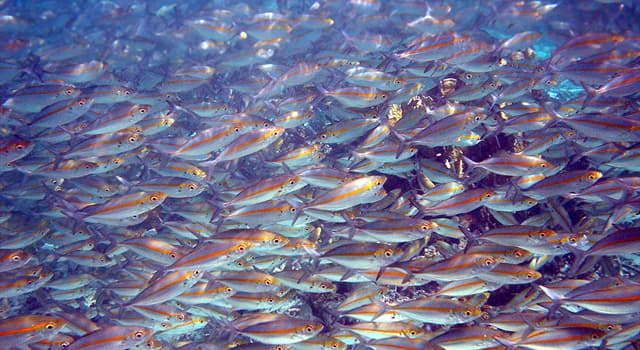 Наука Запитання-цікавинка: Який розділ зоології вивчає риб?