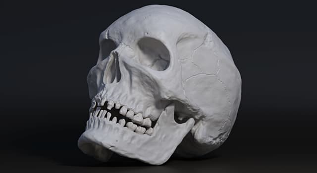 Наука Запитання-цікавинка: Яка функція людського черепа?