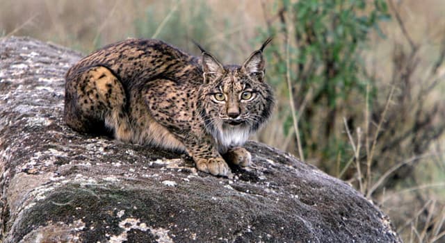 natura Pytanie-Ciekawostka: Który z tych gatunków wymienia się jako zagrożony wyginięciem w Czerwonej księdze gatunków zagrożonych?